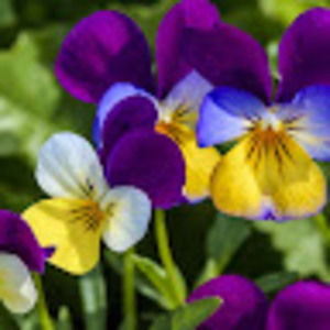 Meet your Posher, Violet